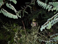 SAM_4084_800x600.JPG